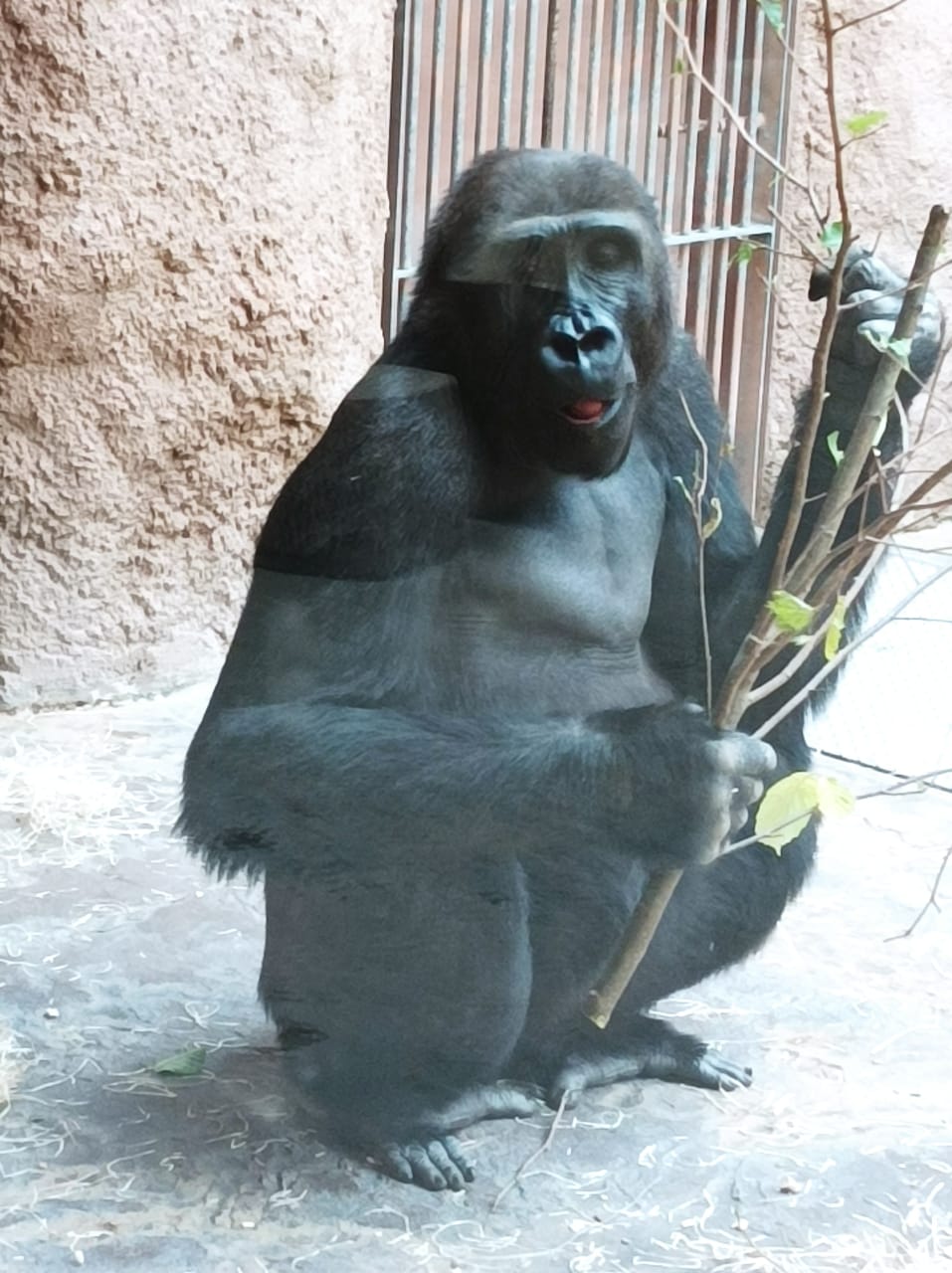 Conservation communautaire des grands singes à la Périphérie de la Réserve de Faune Dja (RFD), Cameroun