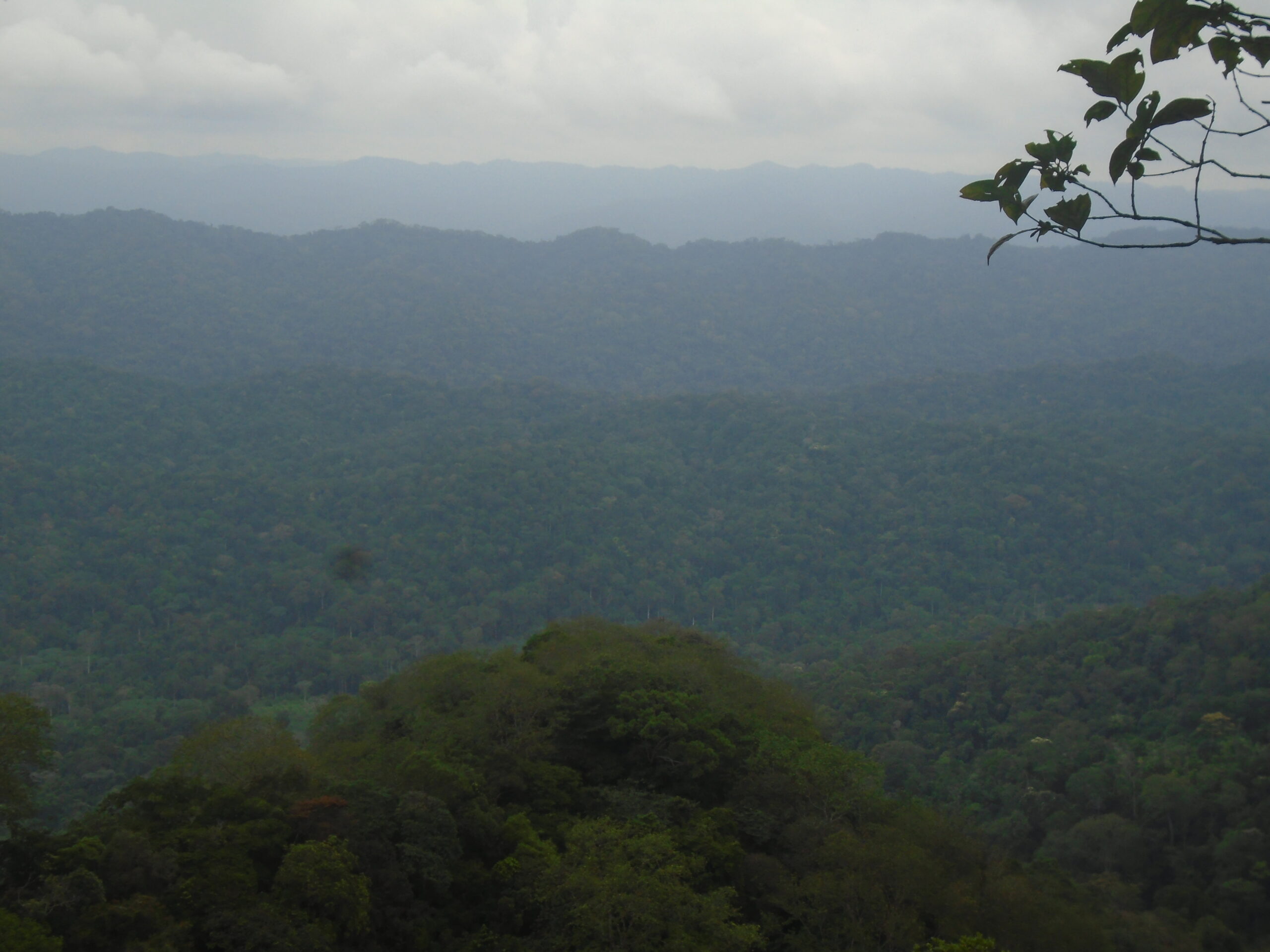 Inventaire écologique au service de la conservation concertée des ressources naturelles de la forêt du Mayombe dans le district de Kakamoeka
