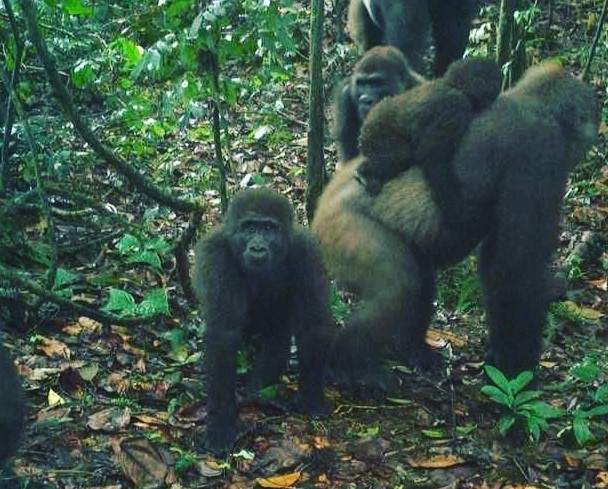 Great Apes conservation in times of Crisis