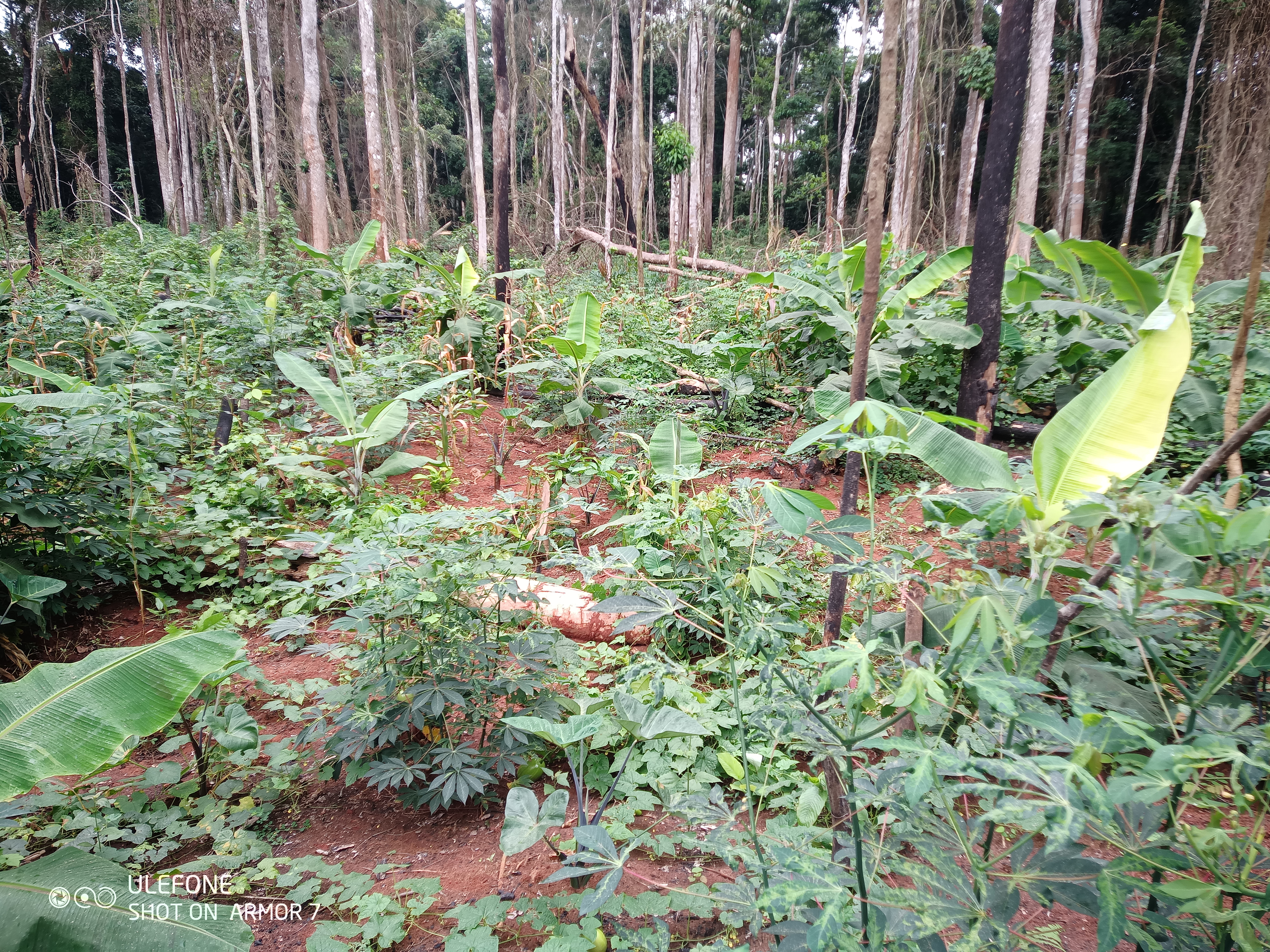 Certification Biologique des agro-forêts à base de cacao pour la protection de la biodiversité et des grands singes