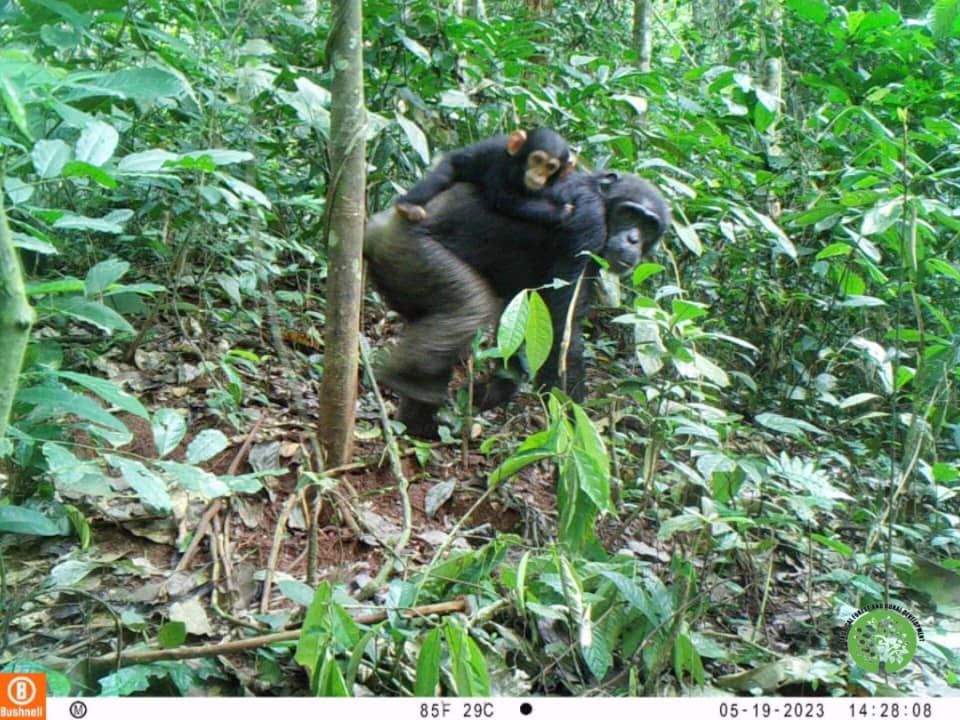 Suivi écologique communautaire des grands singes à la périphérie nord de la réserve de faune du Dja