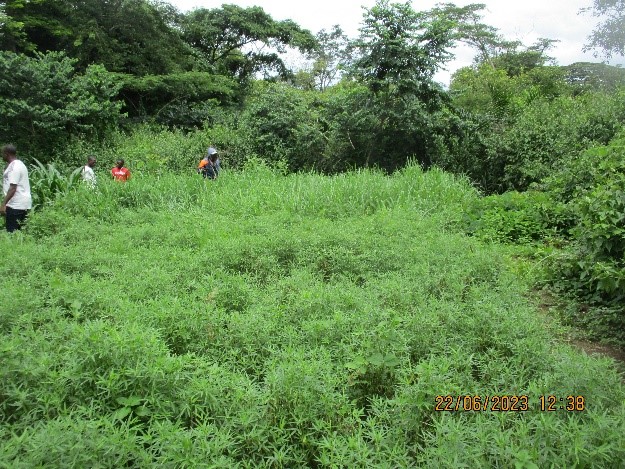 Sekakoh enrichit les pâturages afin de réduire la pression anthropique sur l’habitat des chimpanzés Nigeria-Cameroun (près de Yaoundé)