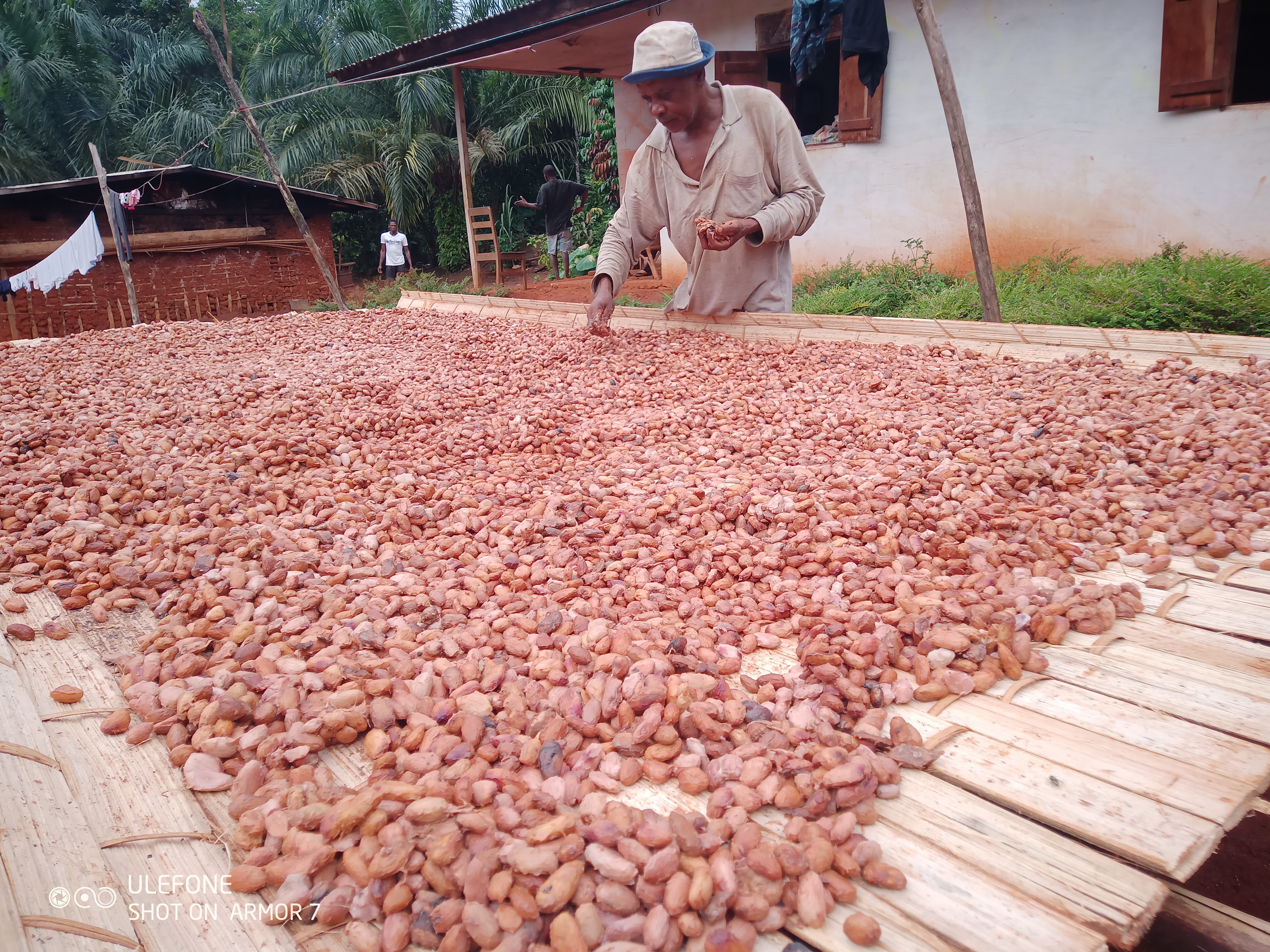 Agroforesterie à base de cacao comme alternative aux activités illégales