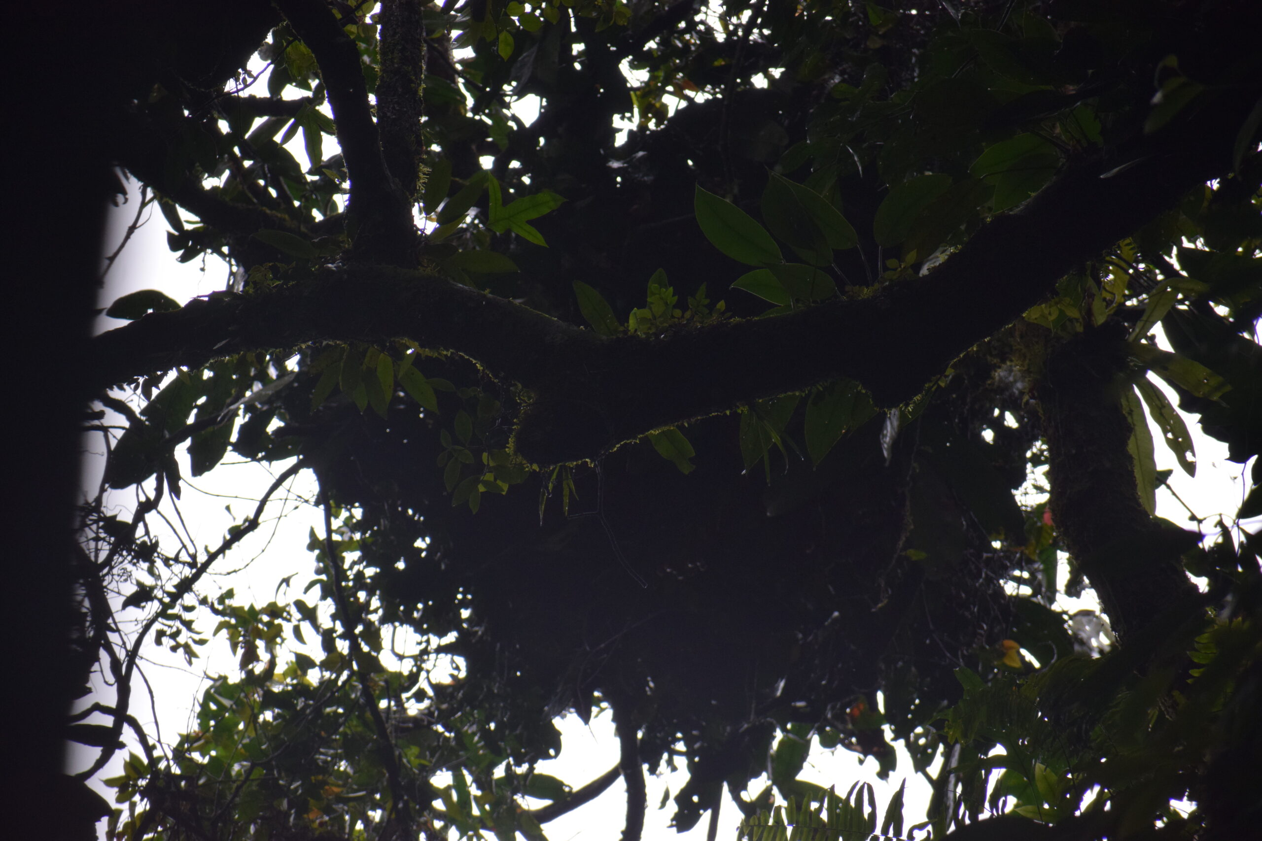 Conservation des gorilles de Grauer dans la CFCL-BANISAMASI et redynamisation des coopératives CABA et UMOJA